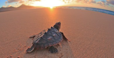 comienzo. latalegadepan