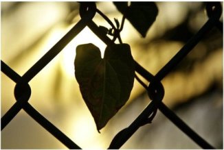 500x337xamor.jpg.pagespeed.ic.Xz3l4-guyx