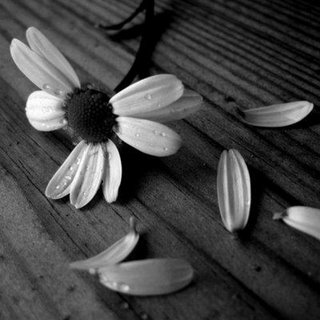 sí, quiero. latalegadepan