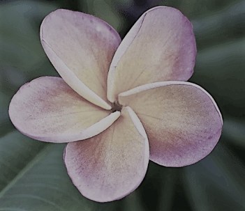 flor-otono-alheli ok.jpg